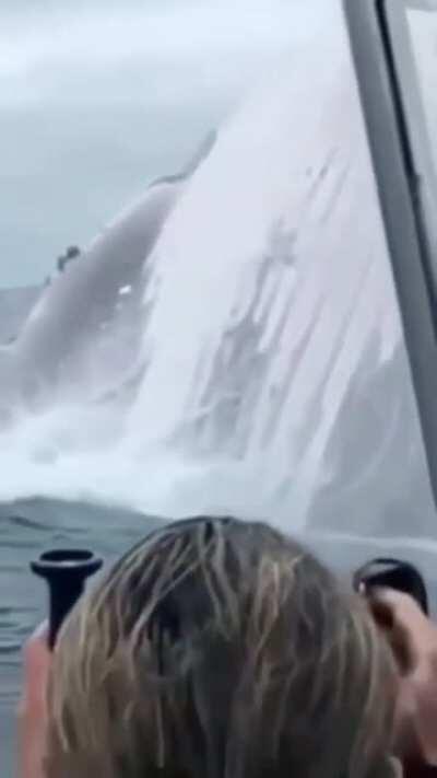 Humpback whale breach, hard to imagine that a blue whale is double the size.