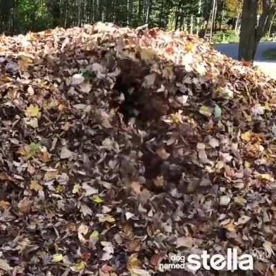 Stella the dog jumping in leaf piles