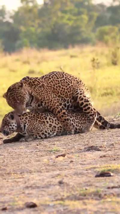 Scarred Divino mating with Surya at Refúgio Caiman - Southern Pantanal