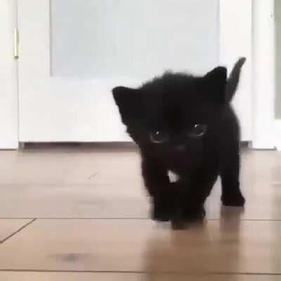 Black cats matter