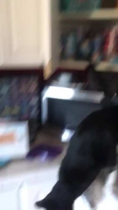 Mission Accomplished!!!🐈‍⬛🧦💥💣💥