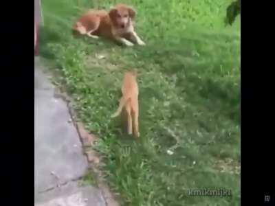 Cat jumping on dogs face