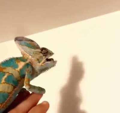 Helping you get rid of insects at home one at a time.