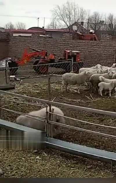 HMFT after I hanged out with goats