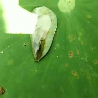 🔥A shrimp making use of the surface tension to get back into the water