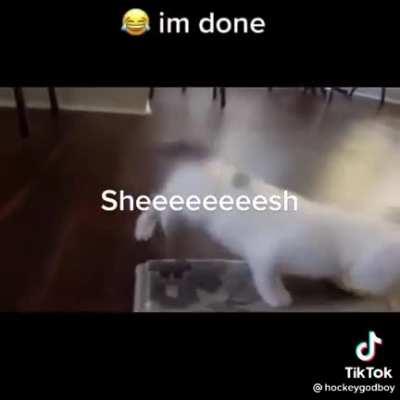 smol grooving to song by dad