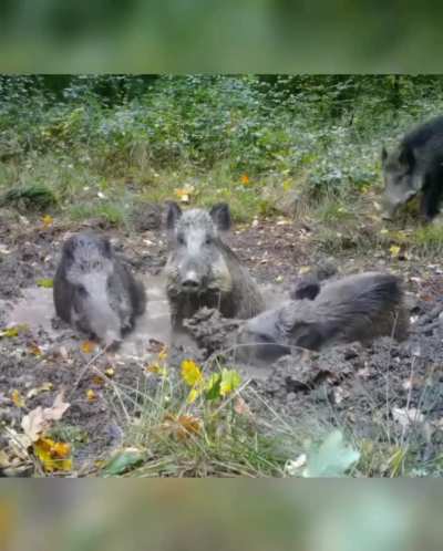 🔥 Wild boars having best time