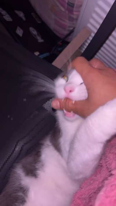 ب دمه جينات كلب