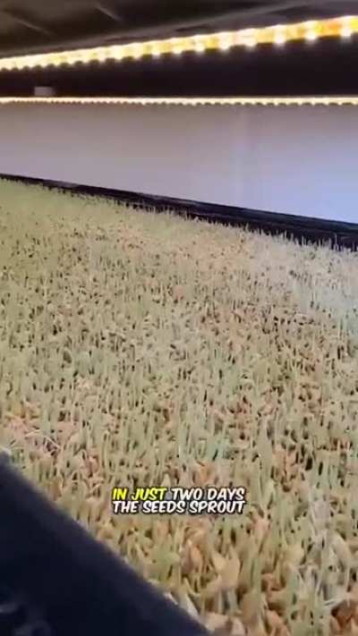 Green grass in winter
