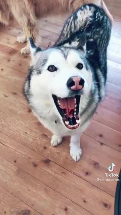 Imagina se o fosse o lobinho