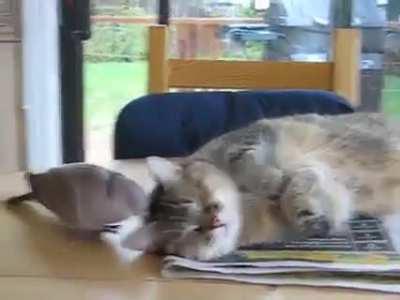 Bird trolling sleeping cat