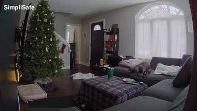 The quesadilla bandit strikes again