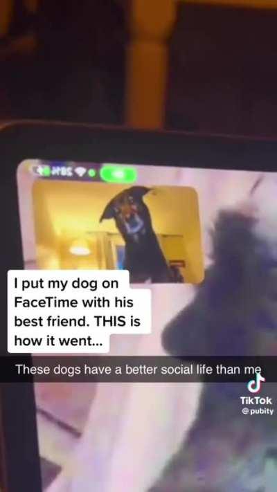Besties be chattin' (x-post r/AnimalsofTikTok)