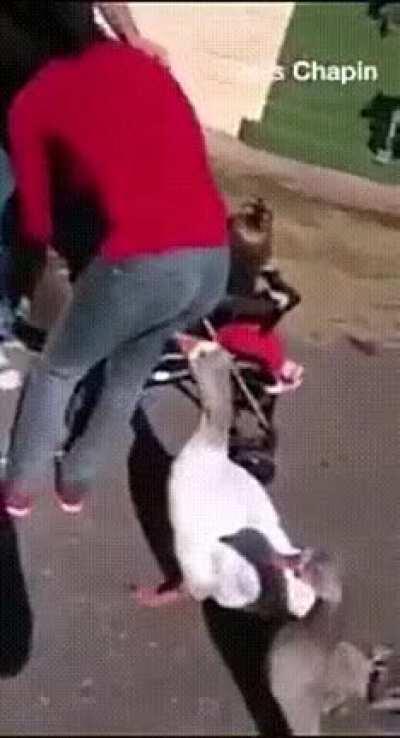 Pato que comeu o cu do Chico Bento ataca novamente.