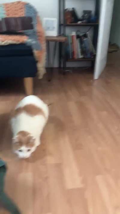 Cat is playing fetch