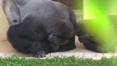 Silverback and his son, calmly observe a caterpillar.