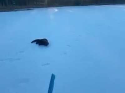 Wounded Pine Martin Encounter, MN