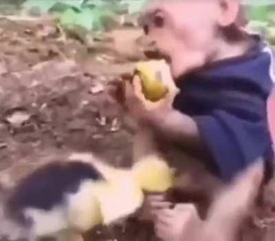 I could eat a monkey's knob at night