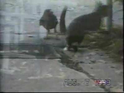 Crow feeds and befriends stray kitten, couple films the unlikely pair's friendship for over 8 months