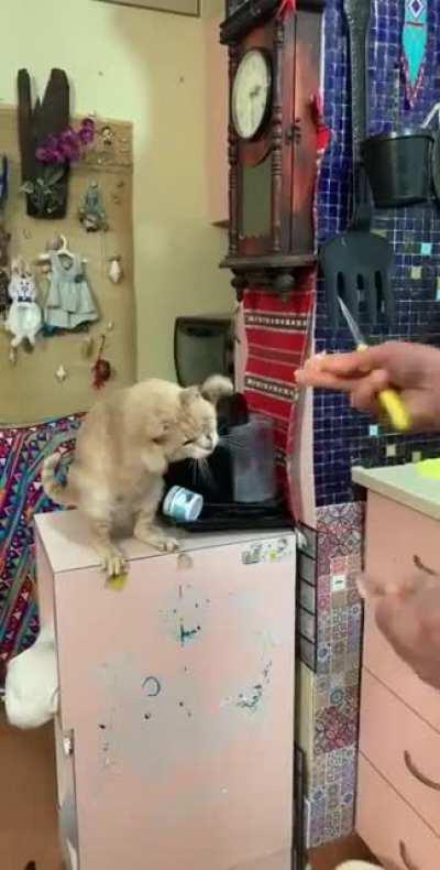 That’s how our cat’s asking for food 😂😂 isn’t the cutest