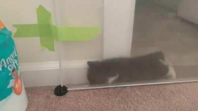 two years ago today, we discovered how convicted smol Toad kept breaching her containment zone!