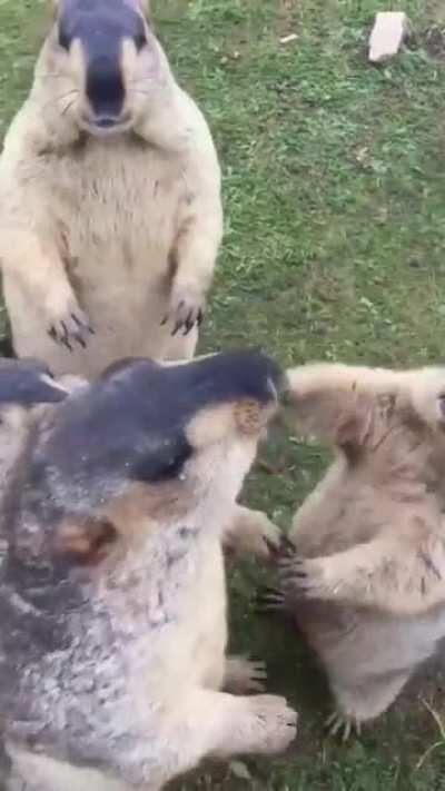 Sibling rivalry at its best.........