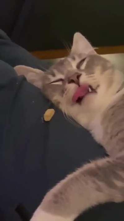 I tried the treat thing with my sleeping cat