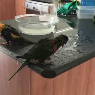 I'm just happy they're happy....and I don't need to clean it up