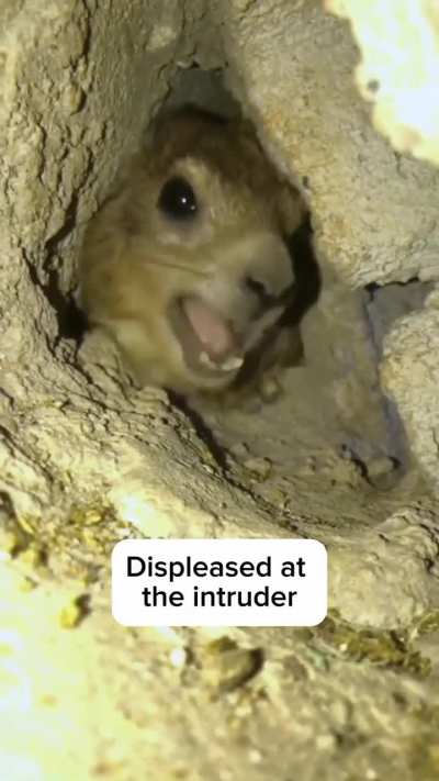 Displeased at the intruder