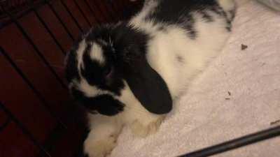 Does this sound like he’s whimpering? He seems to do it when he’s sleepy or relaxing and sometimes when he grooms. He’s done since I’ve had him at 8 weeks, he’s 12 weeks now. What does this sound mean? He seems happy and healthy. Sorry, the video is a lit