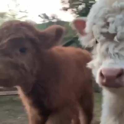 I just lost my heart seeing this 😍