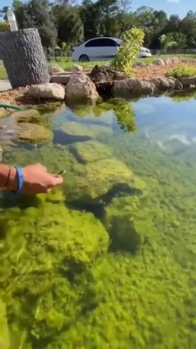 🔥 Basilisk lizard being a speedy boi
