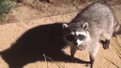 Você sabia? As 10 criaturas que até Hitler tem medo