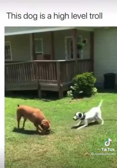 Rumor has it their names are Tom and Jerry!