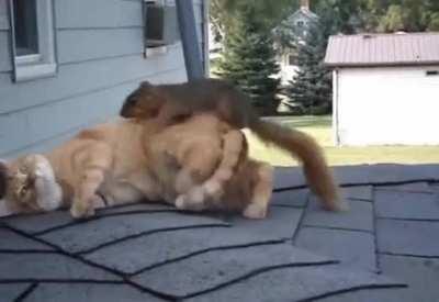 Кот, давай поиграем, нуу Кот ?!