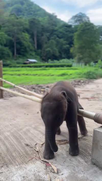 Baby elephant 😍