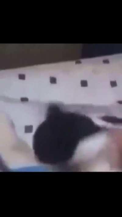 Michi Pirulais 🐱🐾