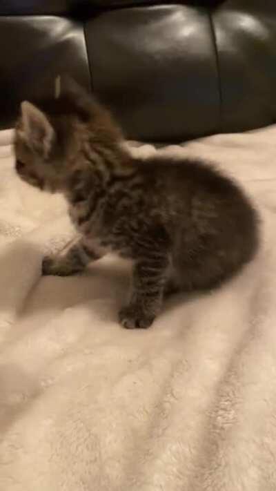 Meet Carly! A squeaky 5 week old kitten!
