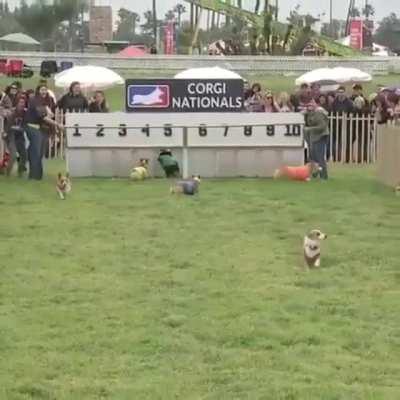 I don't think that corgi's will replace greyhounds on the race track anytime soon.