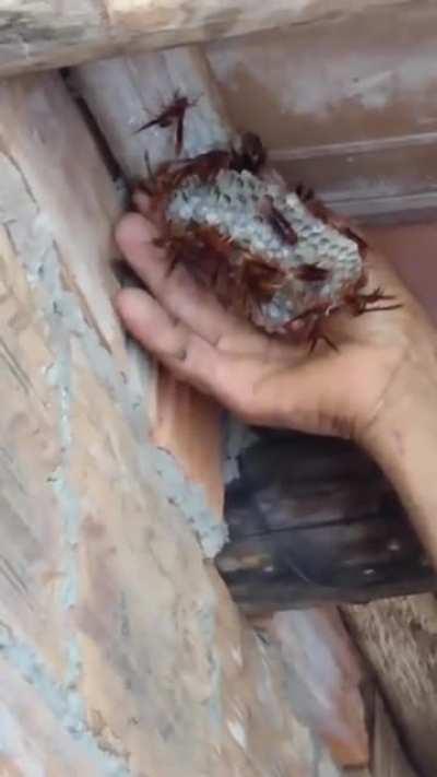 The hornet whisperer