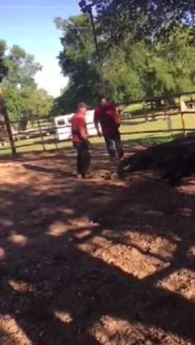 Raving mare in heat accidentally bucks stallion on the head, instantly killing it