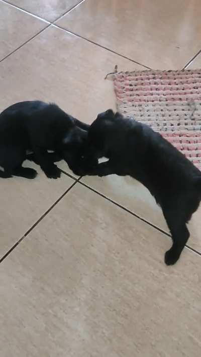 our 3 weekold shih tsu puppy slapping his sibling.