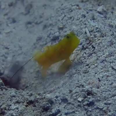 There is a symbiotic relationship that exists between goby fish and some shrimp. The gobies who have better eyesight keep watch for threats, while the shrimp who are better diggers dig a burrow. They will both use the burrow to sleep at night and as prote