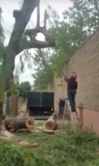 HMFT after I cut the branch