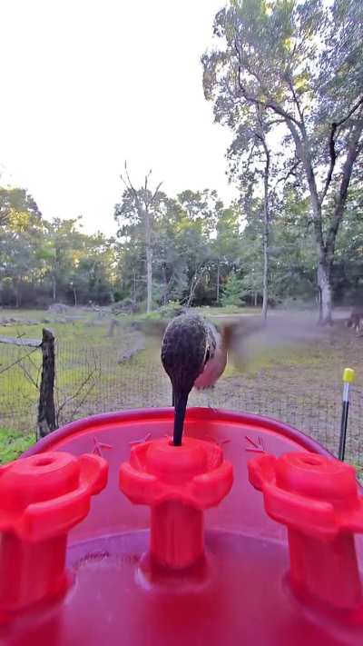 I know we have truly left summer/false fall when my Rufous buddies show up.