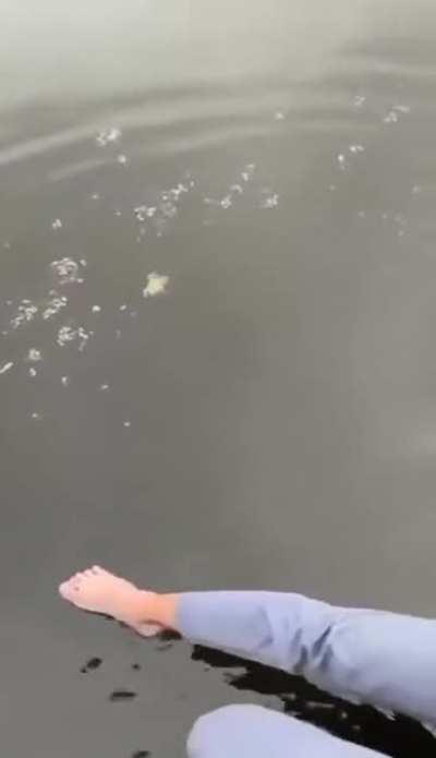 just a guy and his frog