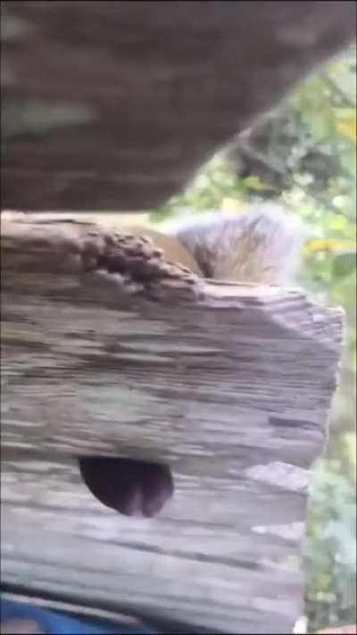 Don’t help the squirrel his balls are stuck in the fence