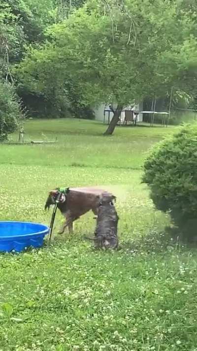 Love/hate relationship with the hose