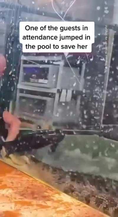 Alligator 🐊 in action