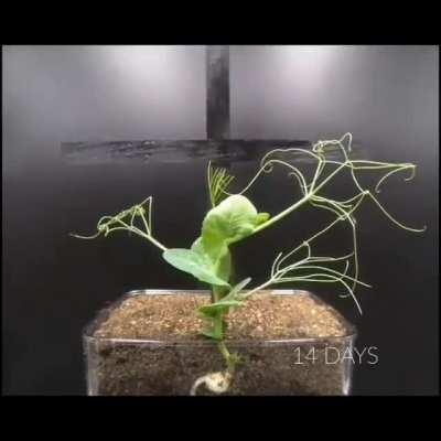 Восстание живых мертвецов